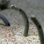 Favorite Museum: California Academy of Sciences