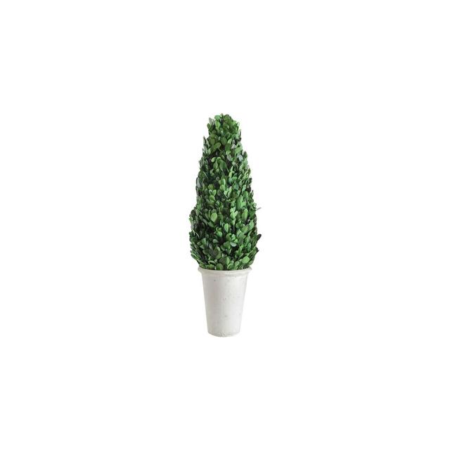 Boxwood Cone Topiary - 3R Studios