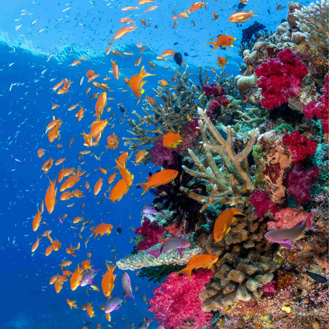 Scuba Diving @ Rainbow Reef, Taveuni