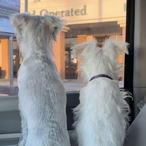 Dog boarding for honeymoon