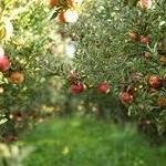 Terrace Mountain Orchard