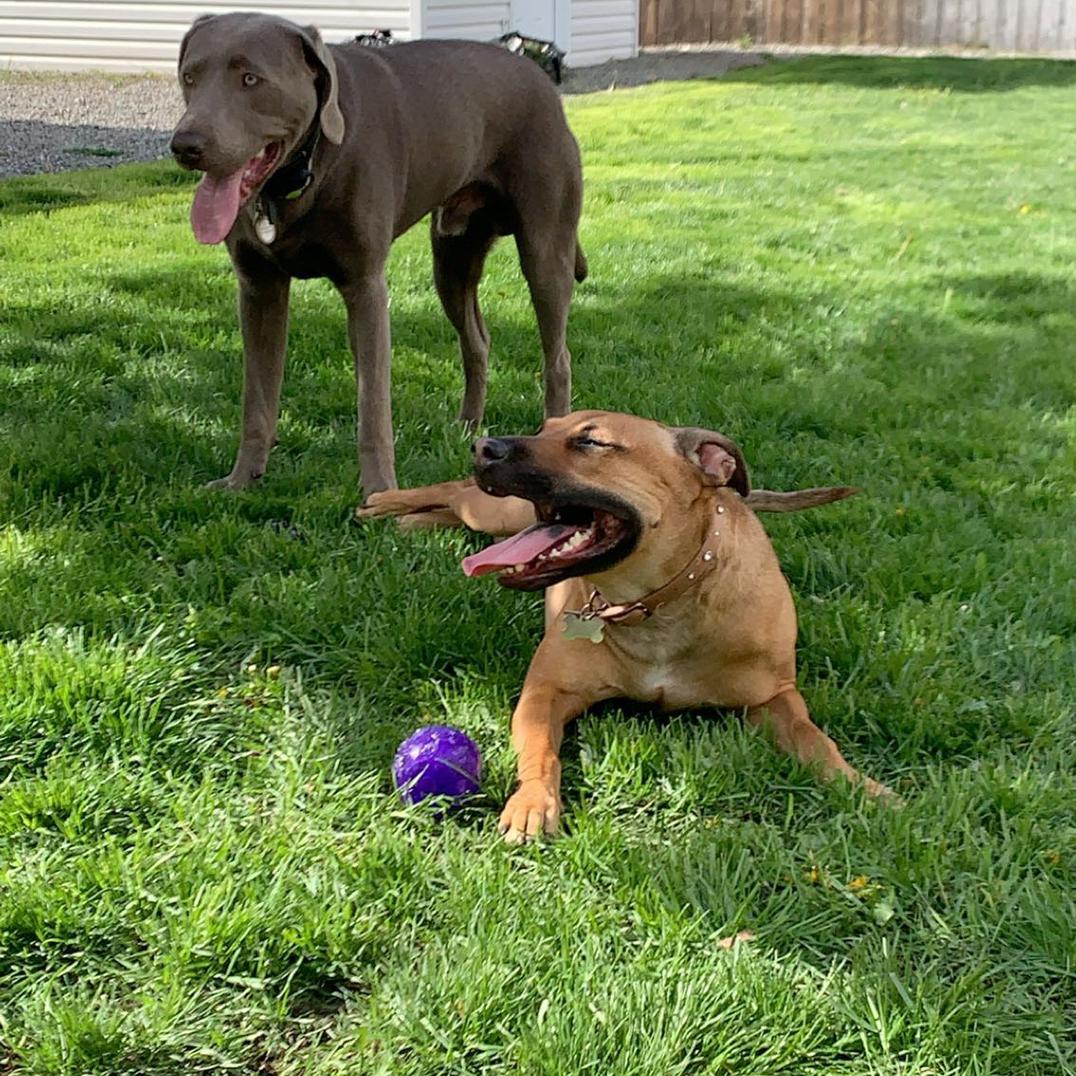 Our sweet dogs