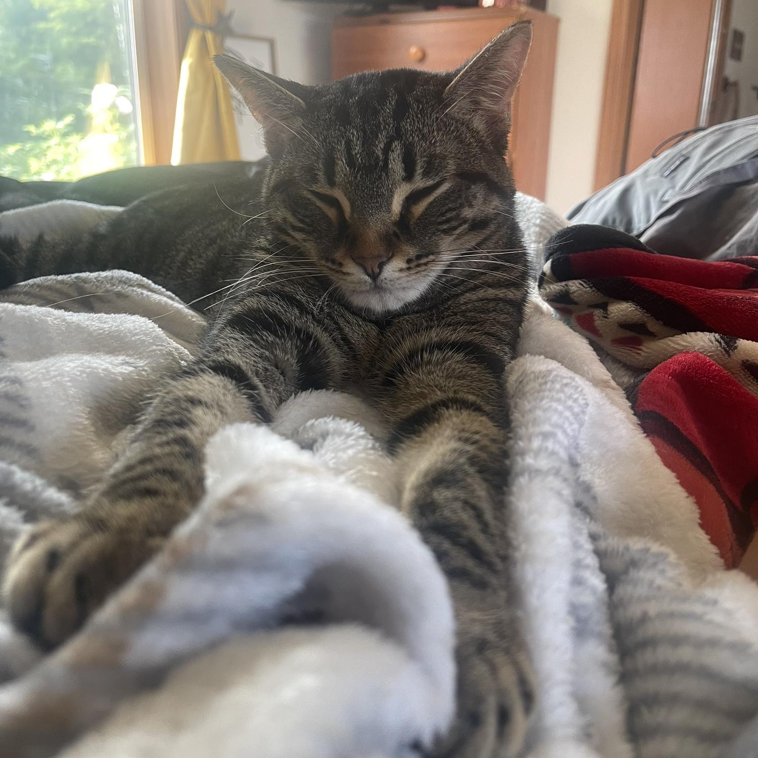 Our sweet cat Beau