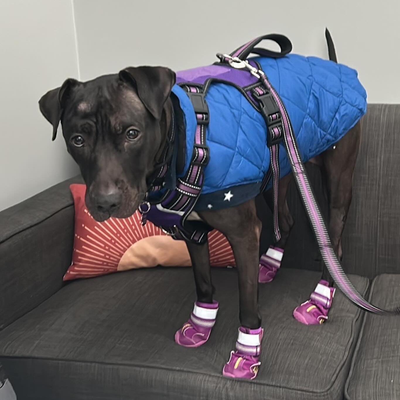 Roxie’s Dog Park Membership