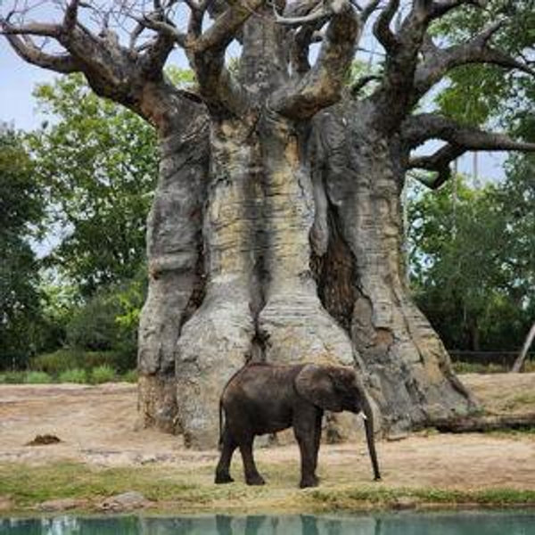 Caring for Giants