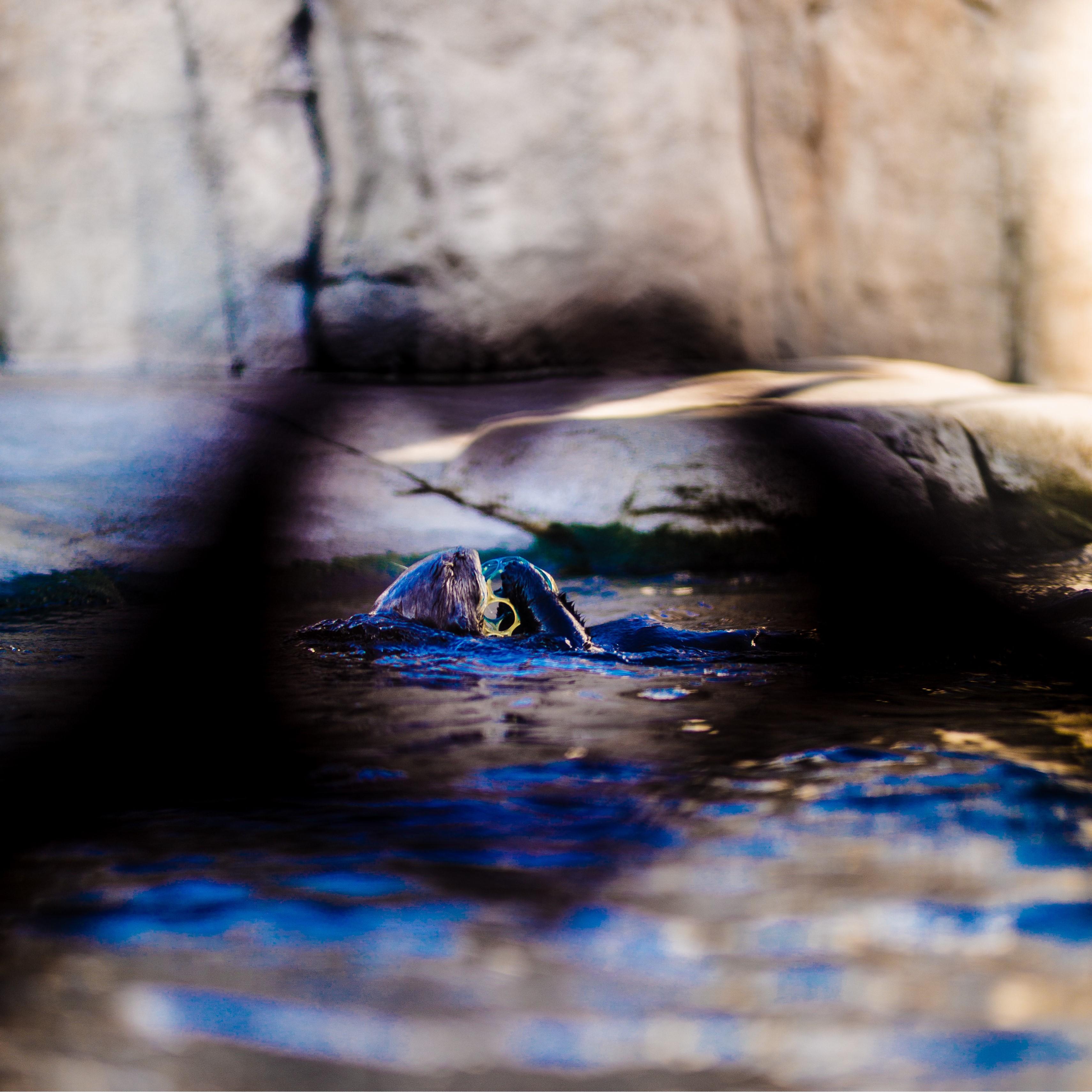 Engagement session. Monterey Bay Aquarium sea otter! (2019)