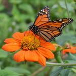 The State Botanical Garden of Georgia