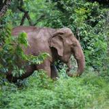 Elephant Sanctuary