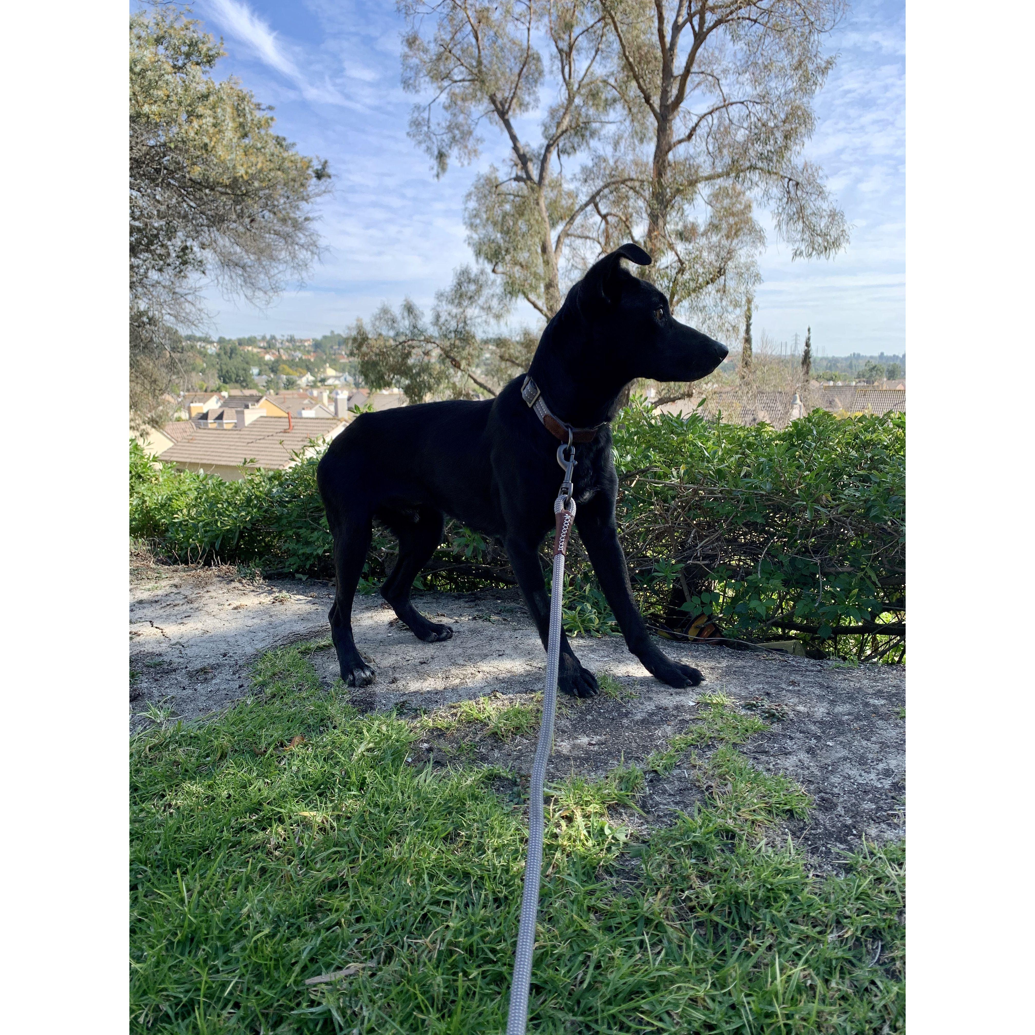 Fed 2020 - Rescued our little Scouty boy