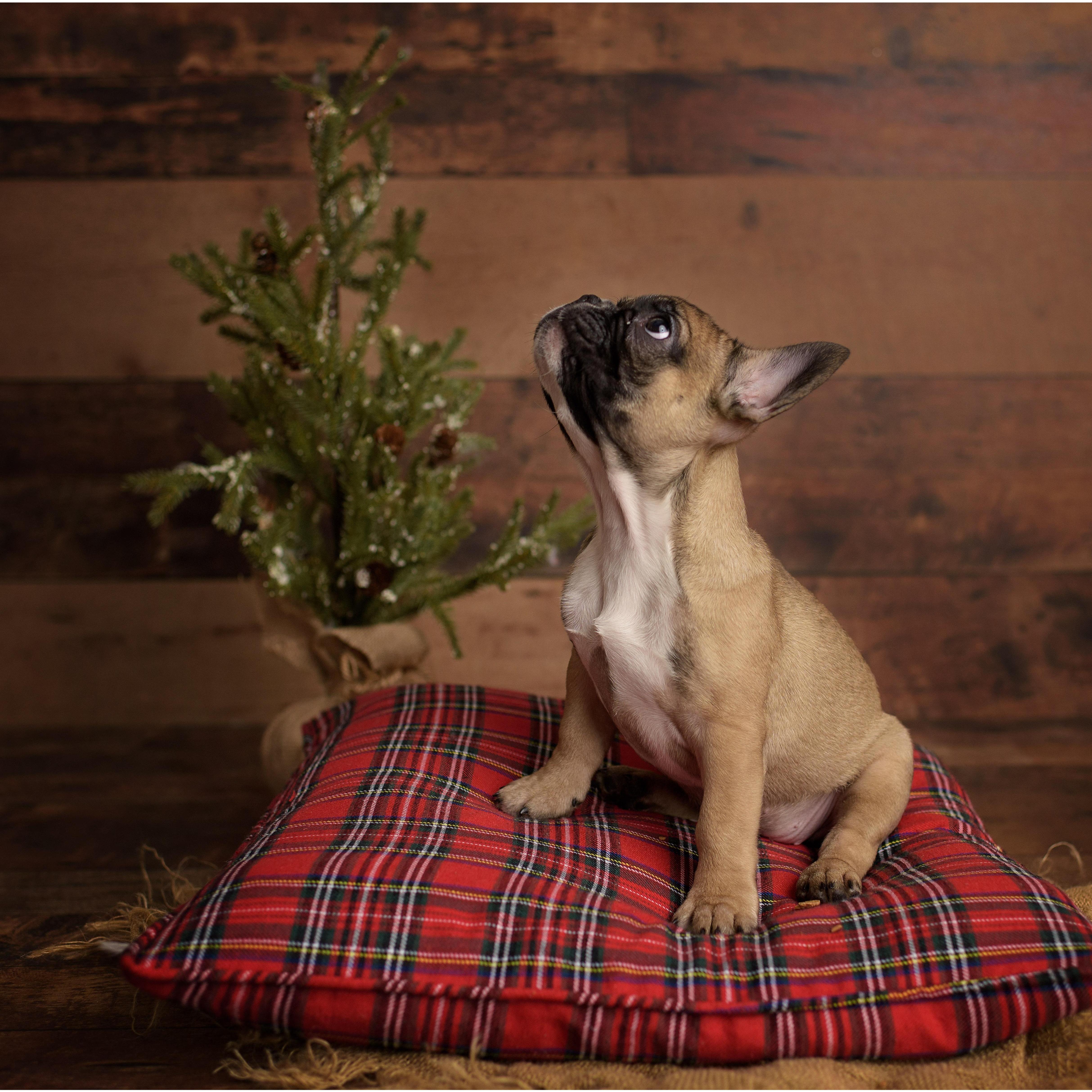 Bella's first Christmas photo-shoot