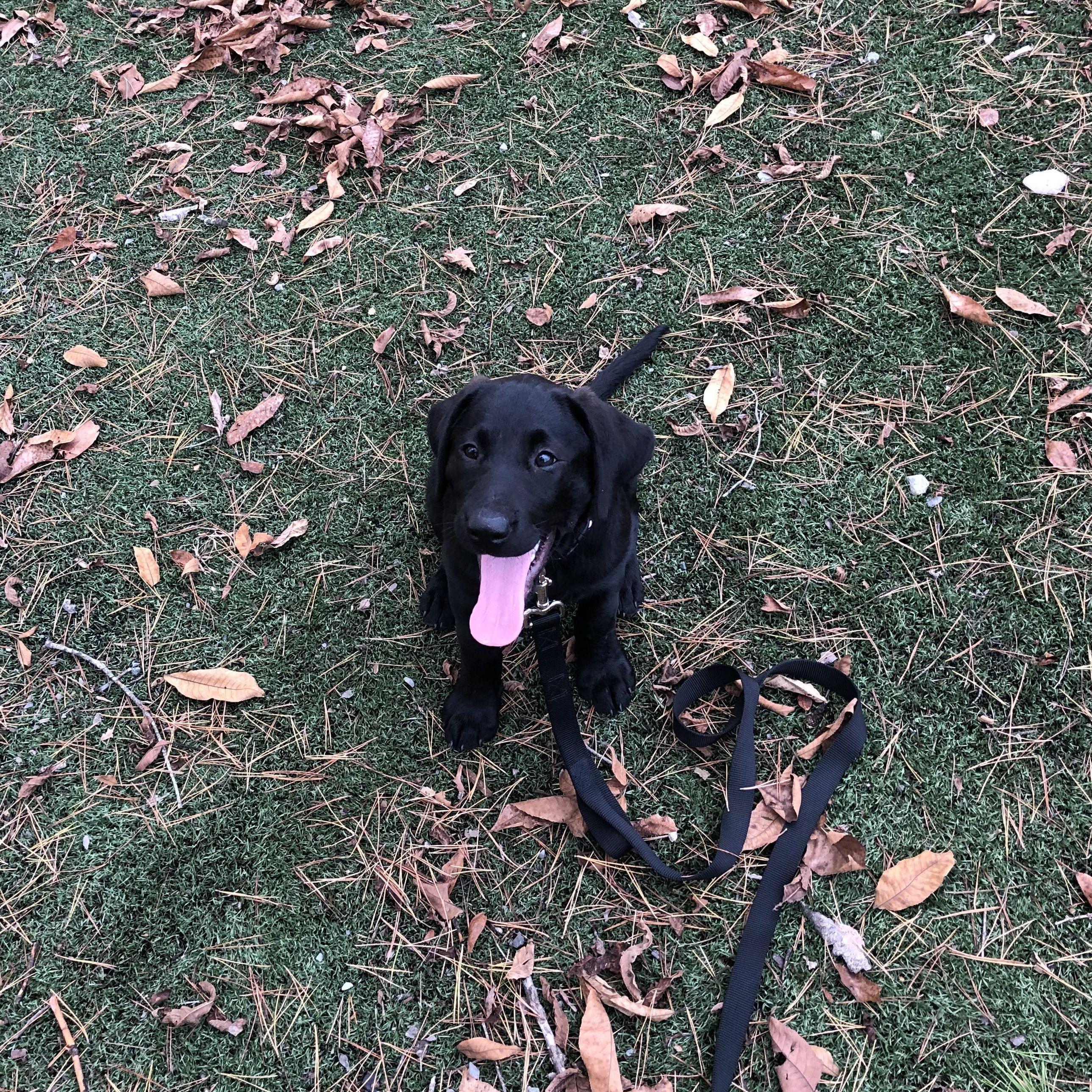 Noli's first park visit!