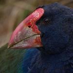 ZEALANDIA Ecosanctuary