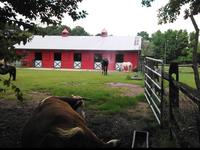 Bluebird Gap Farm
