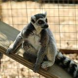 Luray Zoo - A Rescue Zoo