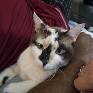 Pet Care For Our Honeymoon