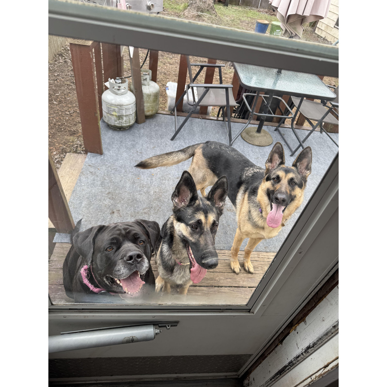 Raven, Rogue, and Ruby all grown up at my dads house, 2025