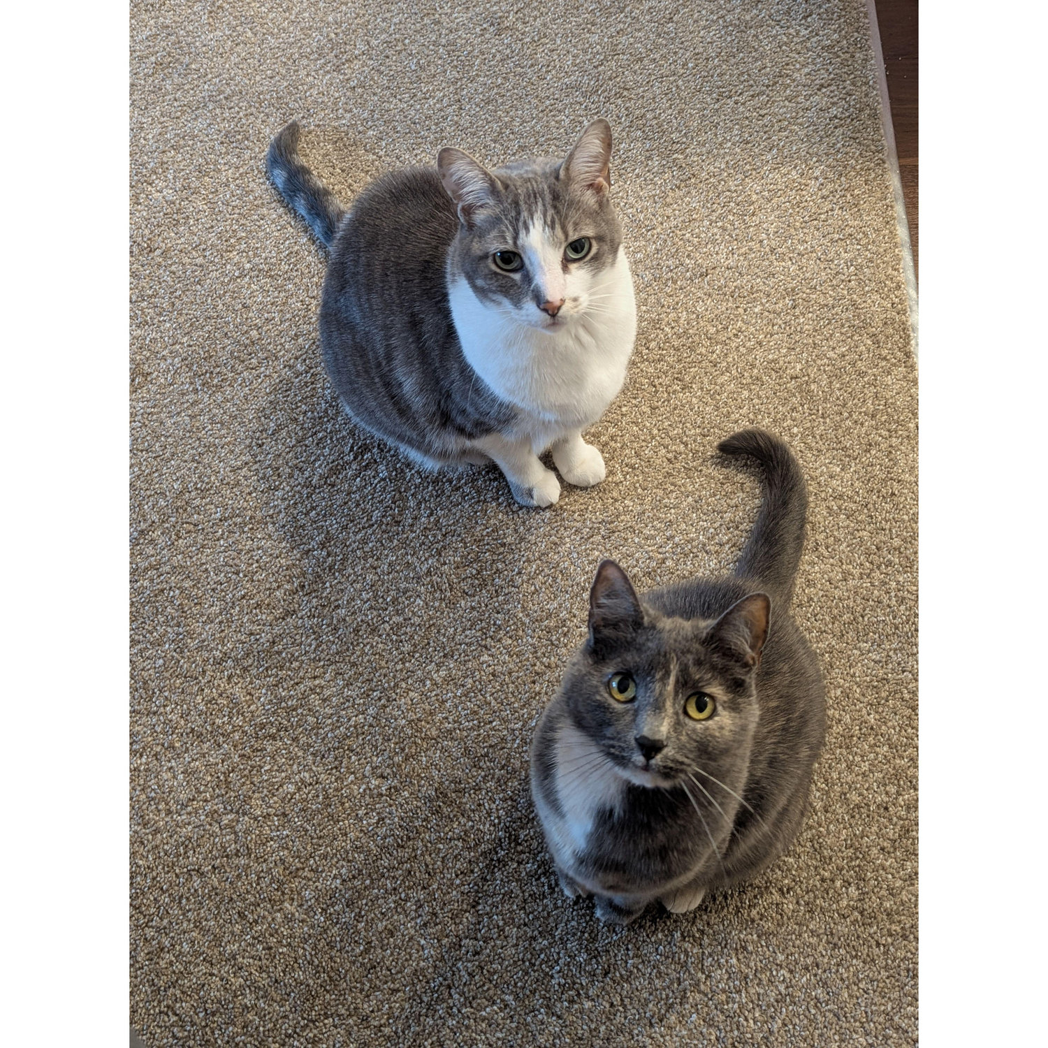 Picture of our cats (Eli on the top, Cleo on the bottom)