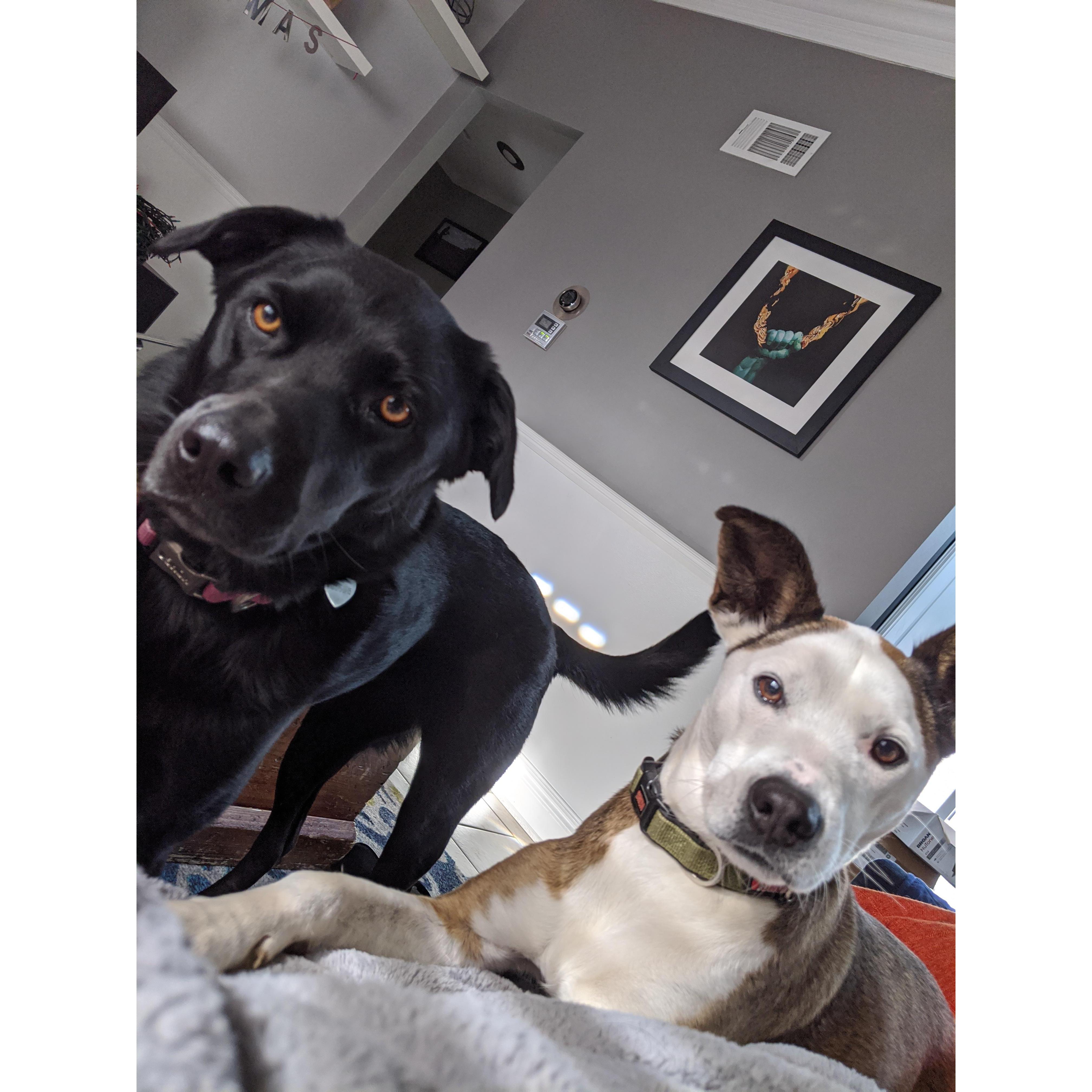 Our pups!