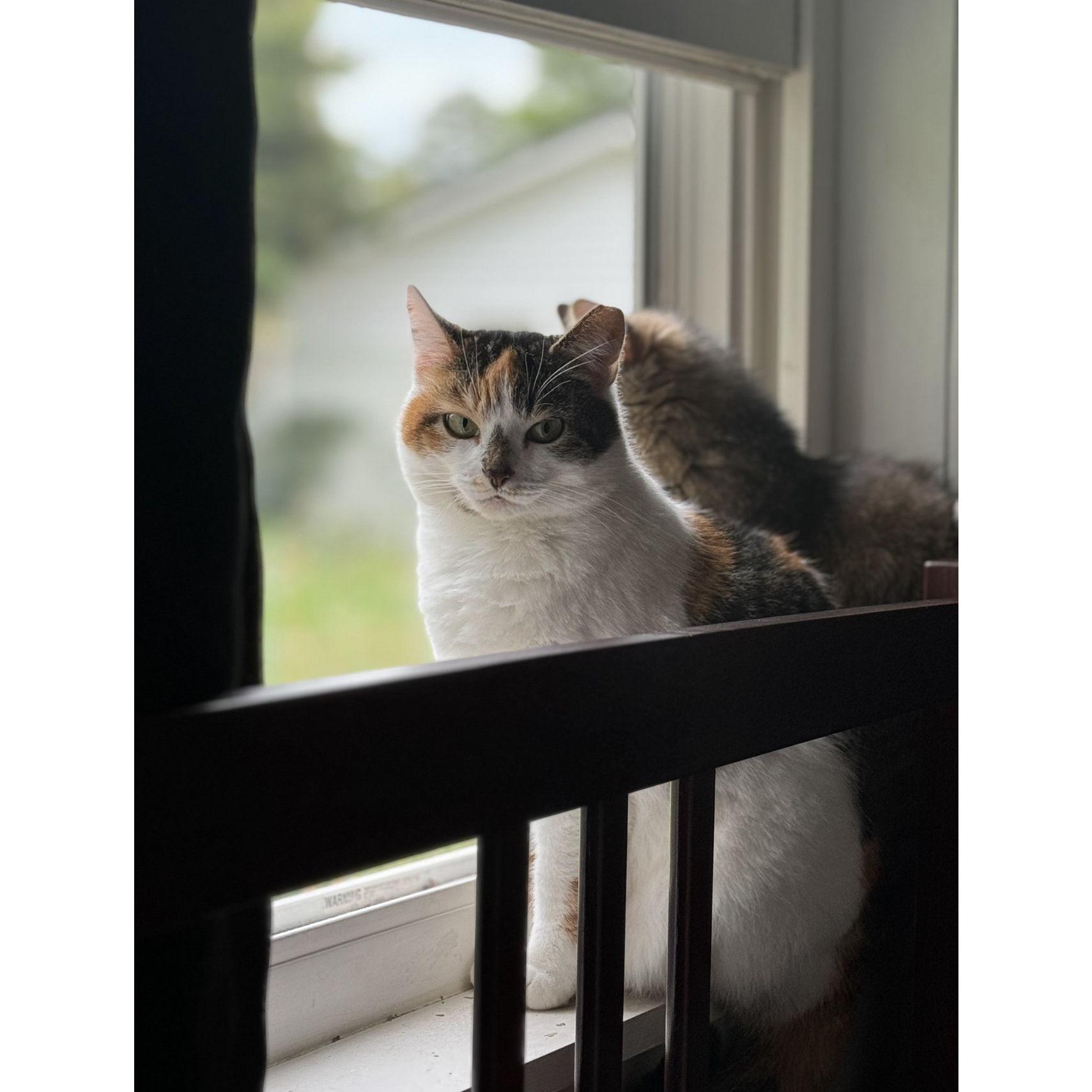 Acorn and Calliope were kitties 4 and 5, added to the family in February 2025.