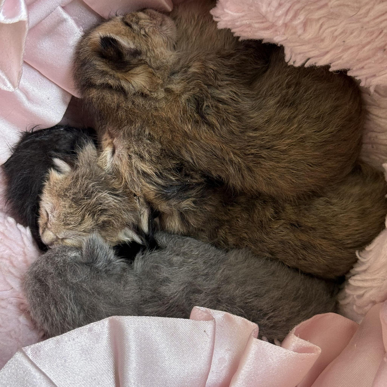 The litter of 5 orphaned kittens!