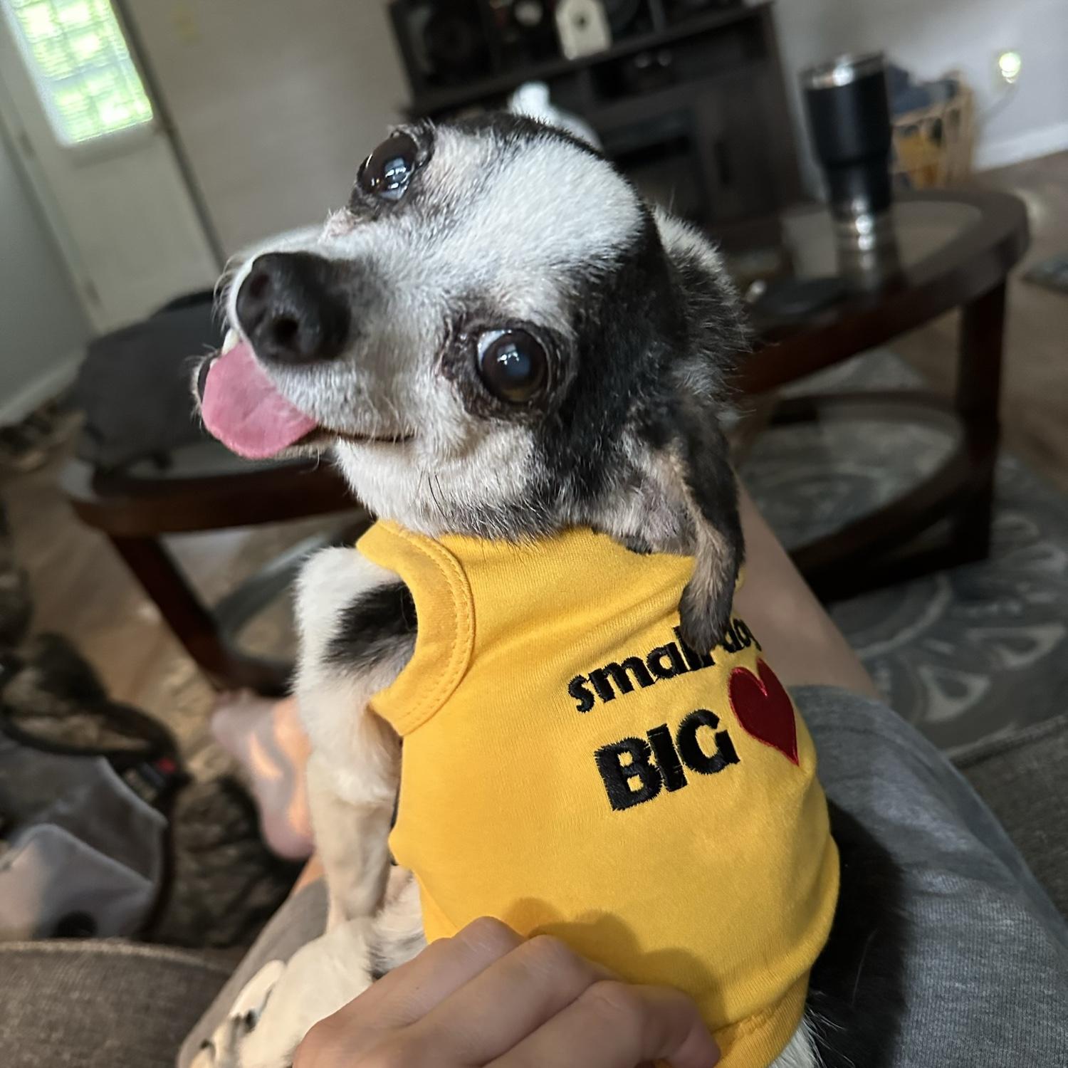 Maddy’s Aunt Dog