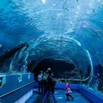 Georgia Aquarium