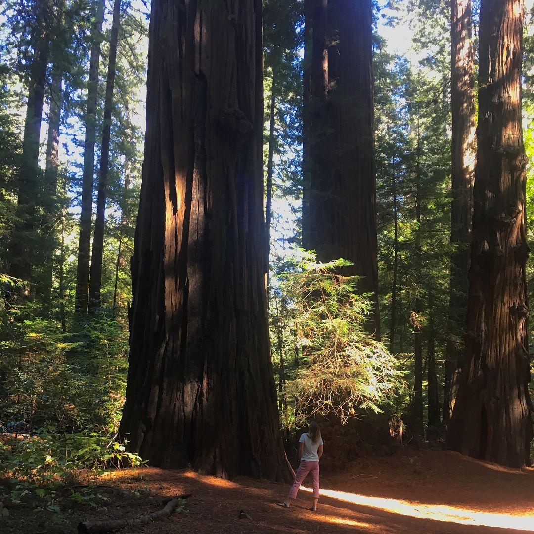 California Redwoods, fall 2018