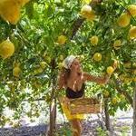 Amalfi Lemon Experience