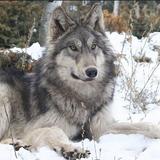 Colorado Wolf and Wildlife Center