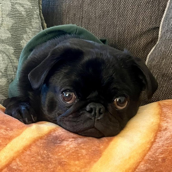 Treats for Teddy