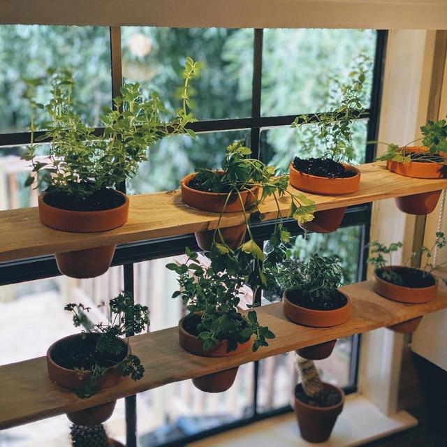 Hanging Plant Shelves - Indoor Planters