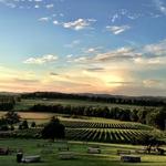 Arrington Vineyards