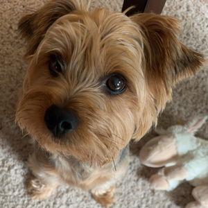 Otis treats