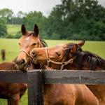 Kentucky Horse Tours