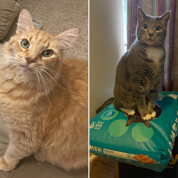 Cat Auto Litter Box Fund