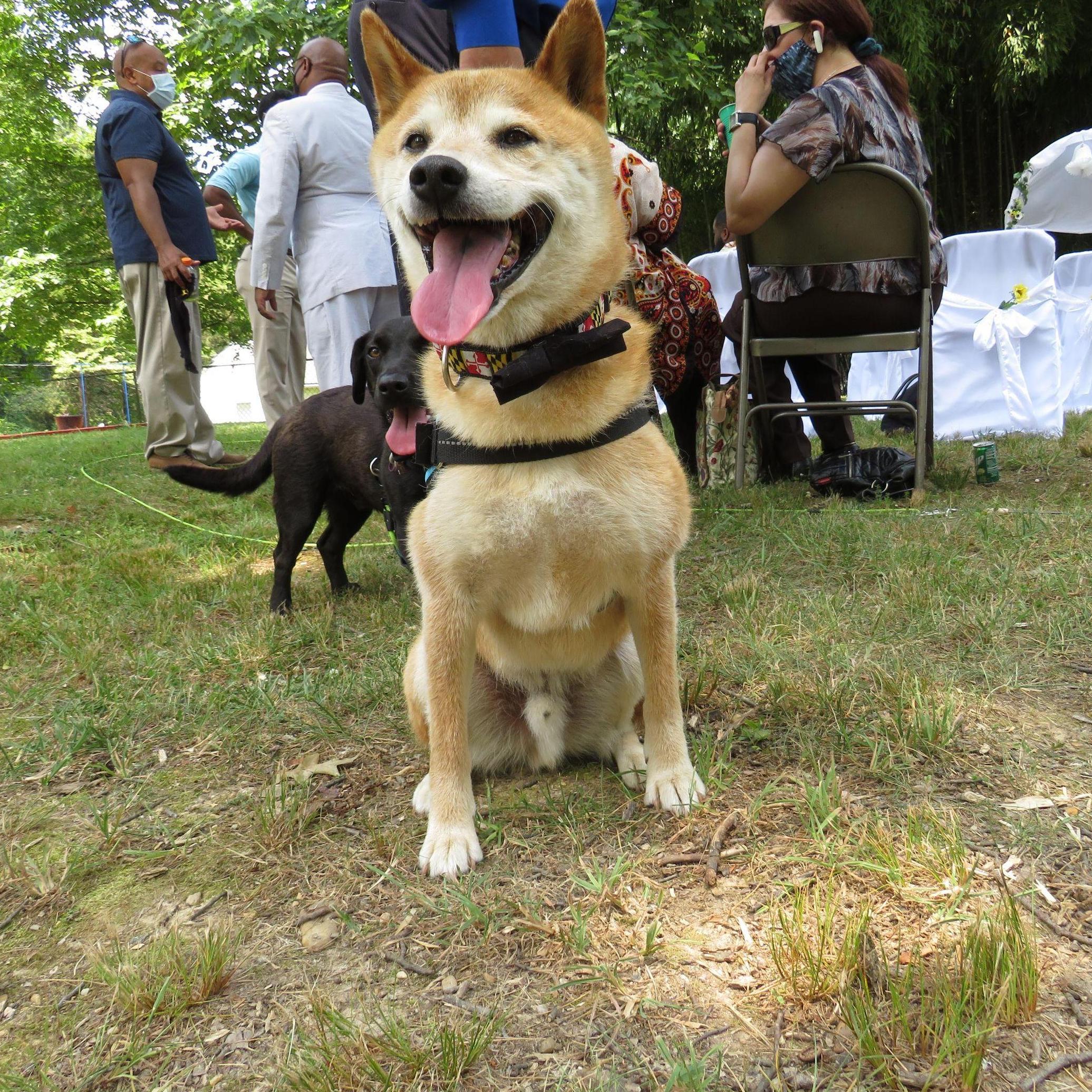 Ippo and Link! Our ring bearers