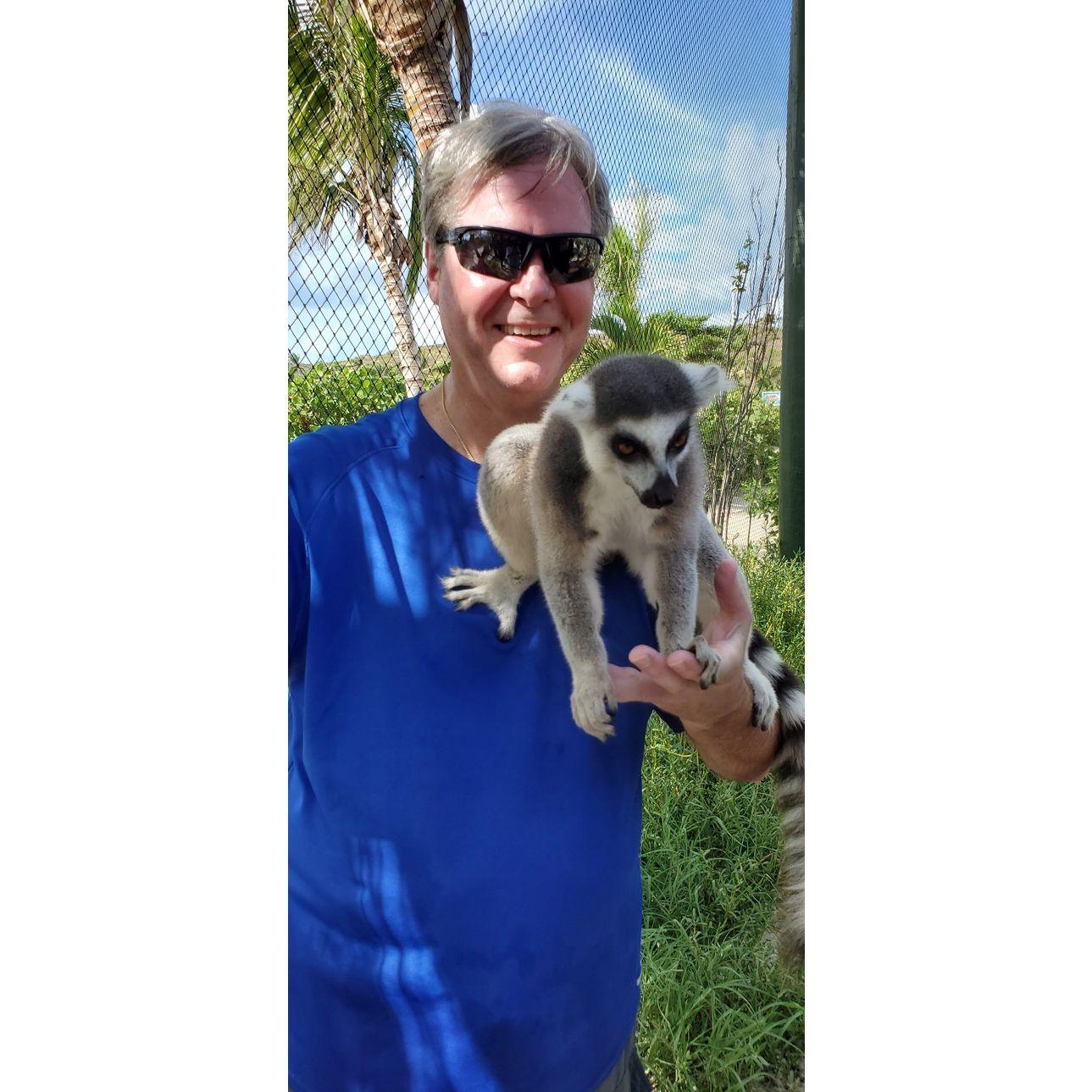 Visiting with Richard Branson's Lemurs on Necker Island.