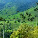 Valle del Cocora