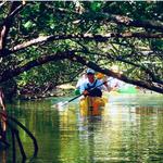 Kayak the mangroves