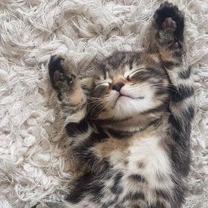 gatito fund!