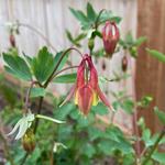Columbine
