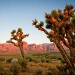 Joshua Tree National Park