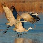 Mississippi Sandhill Crane National Wildlife Refuge