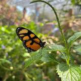 Butterfly Wonder-land
