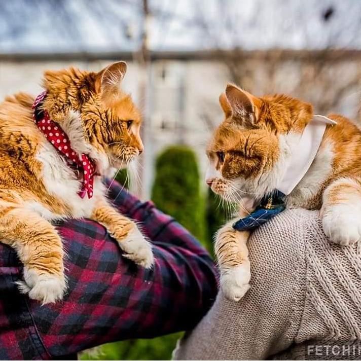 Introducing our furry children, Molly and Chester (or as we like to call them, Mooshy and Chad).