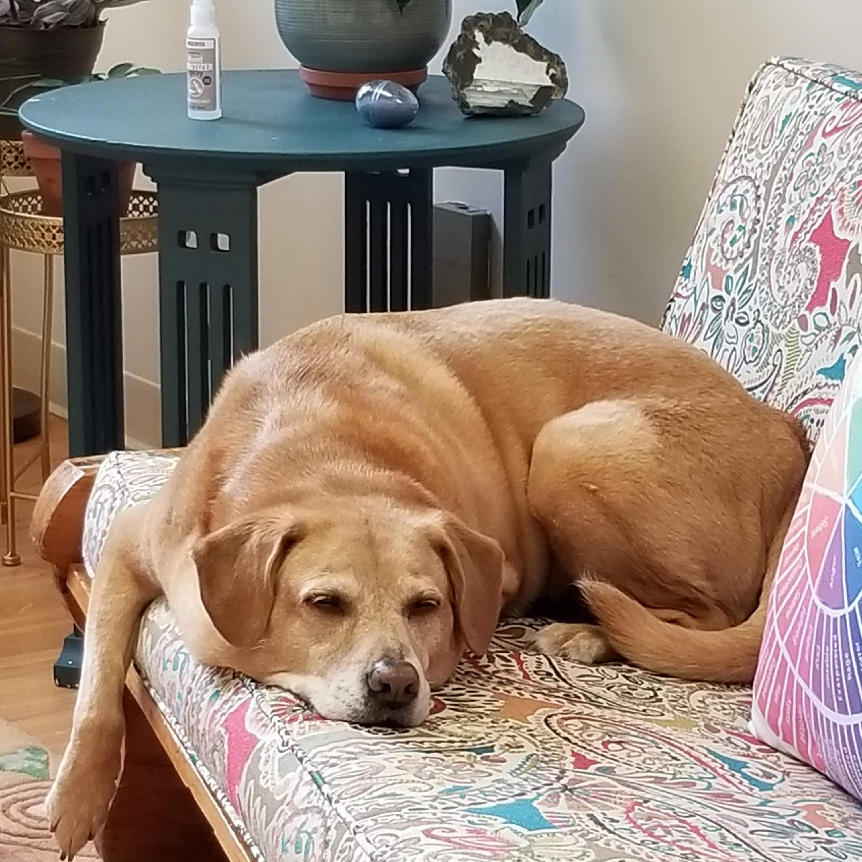 Bo hard at work in my office.