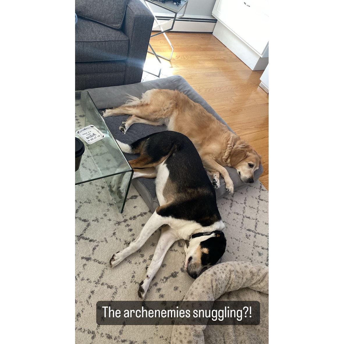 I swear they do not like each other!