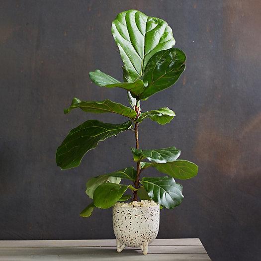 Fiddle Leaf Fig, Ceramic Pot
