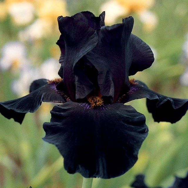 Old Black Magic Tall Bearded Iris Plant Potted - Fragrant Black Flowers Easy to Grow Garden Perennial