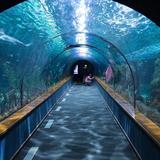 Shedd Aquarium
